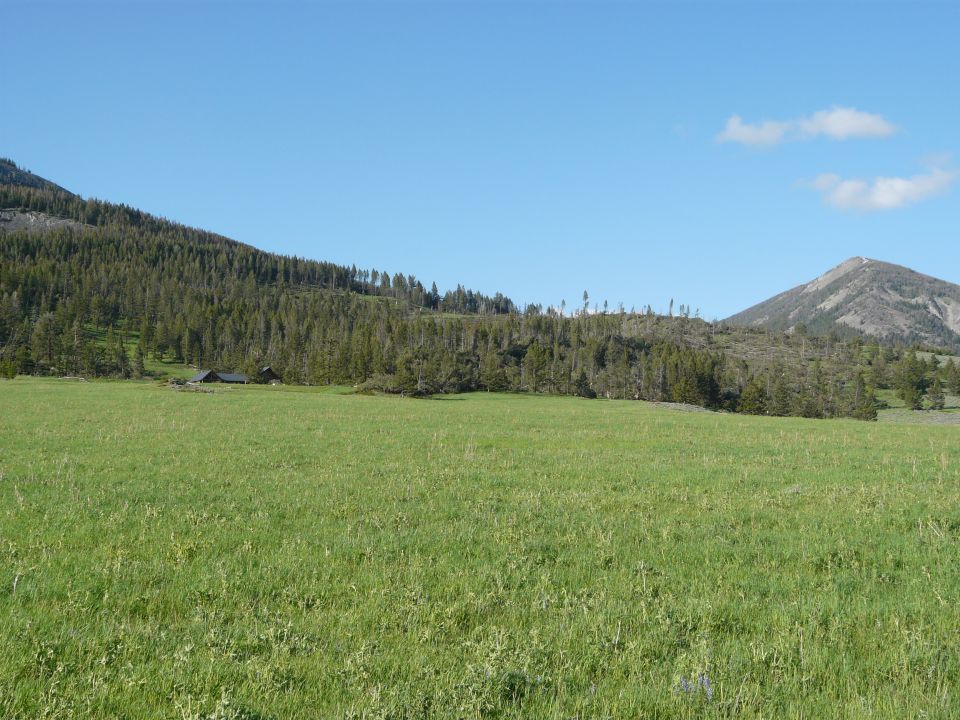 Grassy field with trees and mountains under a clear blue sky