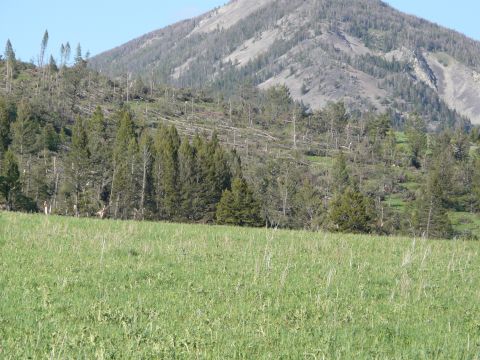 2006 Ford E350 - Mountainside shows widespread tree damage, likely from a tornado, with a grassy field in the foreground.