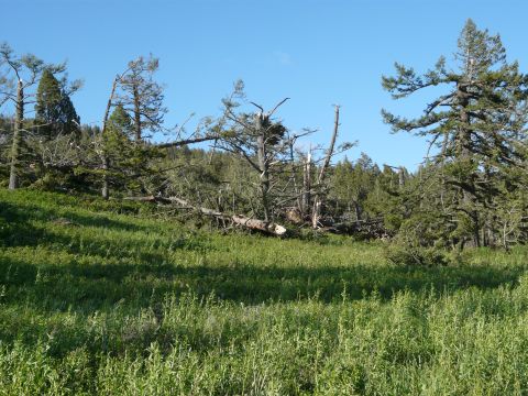 2006 Ford E350 - Damage from a tornado is evident with numerous trees downed in a forest area.