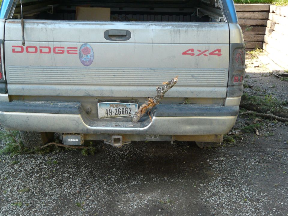 Dodge pickup truck rear bumper with a branch stuck in the license plate area. 4x4 badge visible
