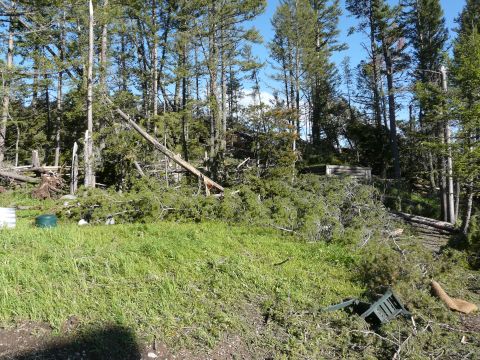 2006 Ford E350 - The aftermath of a storm has left a forest floor covered in fallen branches and trees, with some scattered debris.
