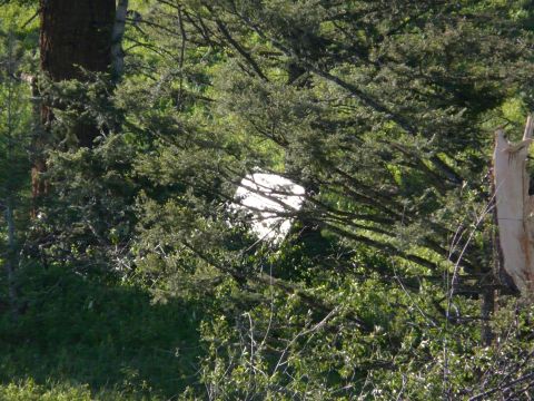 2006 Ford E350 - A white tarp is obscured by trees and branches in a wooded area.