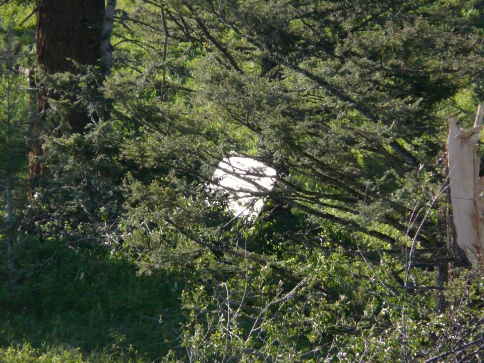 White tarp partially visible through dense green foliage and tree branches
