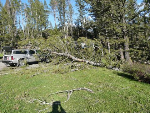 2006 Ford E350 - A fallen tree lies across a grassy area with a silver pickup truck parked nearby.