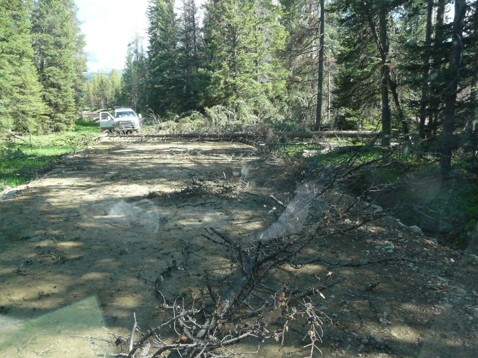 White van with open door in forest clearing with fallen trees