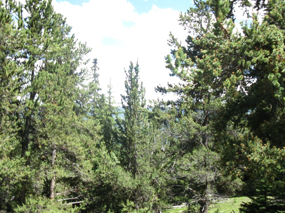 Pine trees and blue sky with clouds. Watermark reads SUPER MOTORS