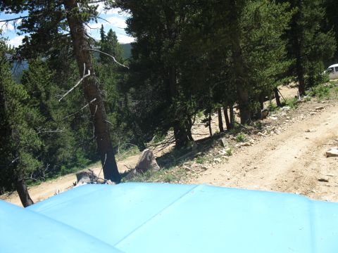 1978 Ford F-150 - View from a vehicle's hood on a dirt road through a wooded mountain area, with another vehicle visible in the distance.