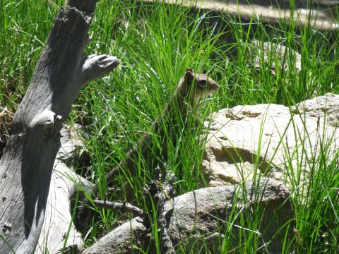 1978 Ford F-150 - A chipmunk is partially hidden in lush green grass, with rocks and a weathered tree branch in the foreground.