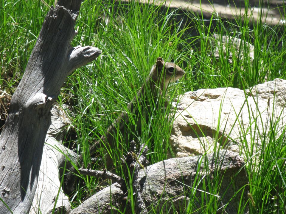 Chipmunk peeking out from tall green grass near rocks and a dead tree branch
