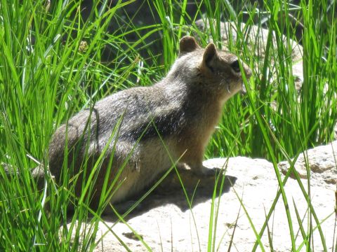 1978 Ford F-150 - A chipmunk pauses in a grassy area, possibly looking for food.