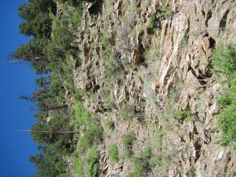 1978 Ford F-150 - A natural scene of a rocky cliff face dotted with trees under a clear blue sky.