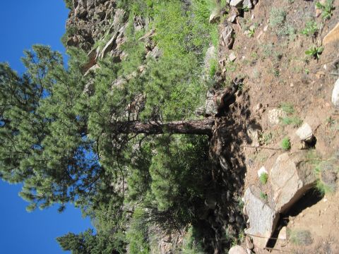 1978 Ford F-150 - Pine tree on a rocky hillside with green foliage and blue sky. SuperMotors.net logo visible.