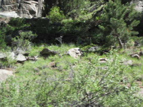 1978 Ford F-150 - A natural scene of a rocky hillside covered in green vegetation and trees.