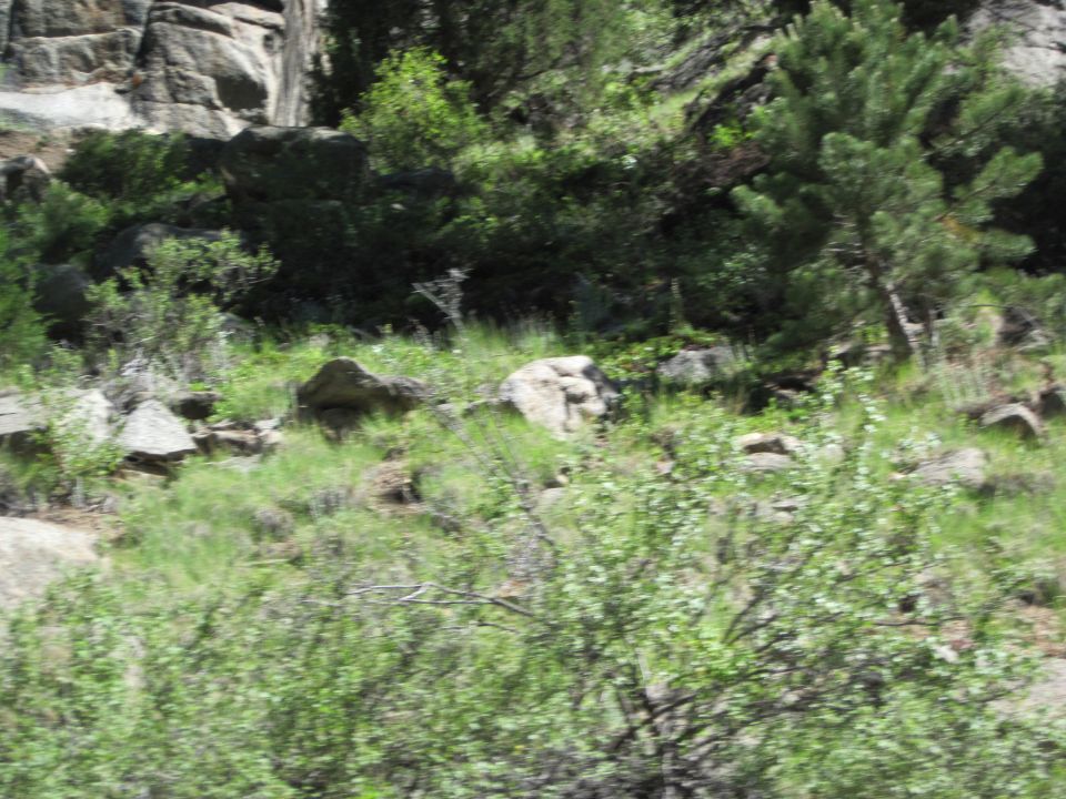 rocky hillside with green trees and bushes