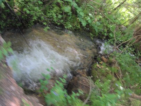 1978 Ford F-150 - A small creek flows through a wooded area with lush green plants and trees surrounding it.