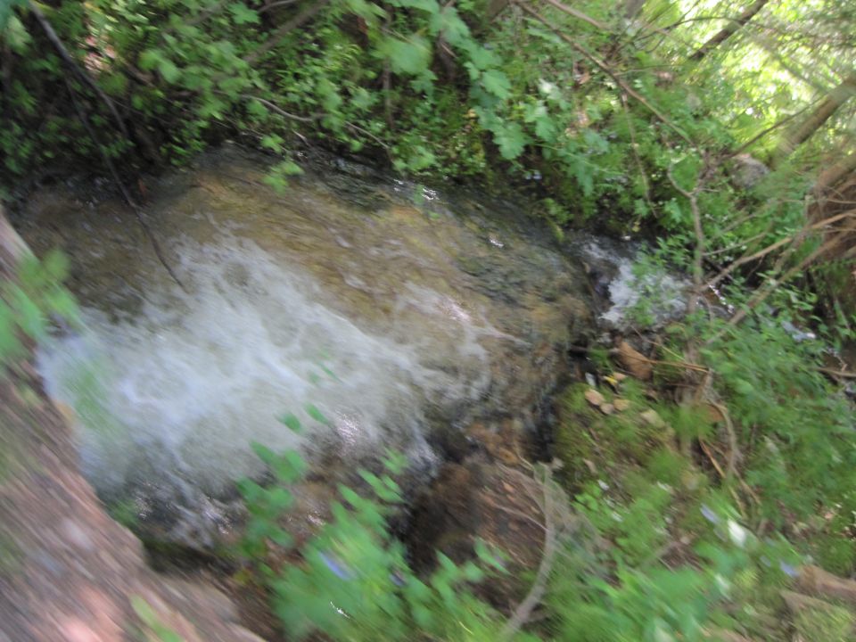 creek flowing through woods with green foliage