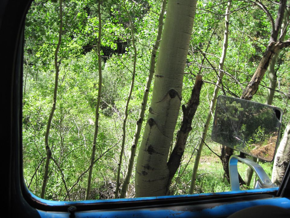 Looking out a blue vehicle window at aspen trees and green foliage. A side mirror is visible