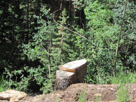 1978 Ford F-150 - A large tree stump sits in a sun-dappled forest clearing, with the SuperMotors logo visible in the lower right corner.
