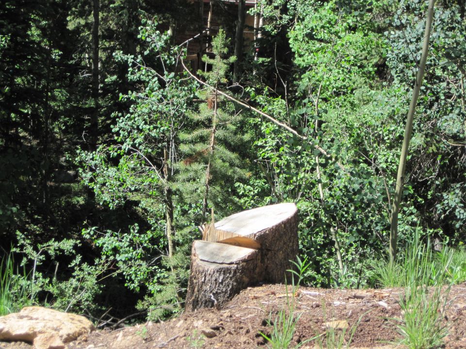 Tree stump in a forest clearing with SuperMotors logo