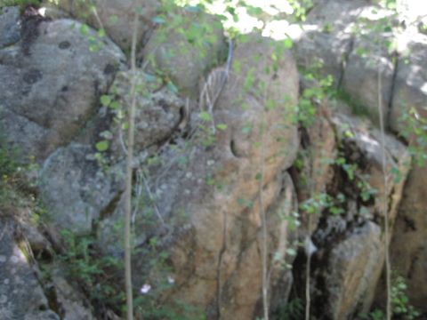 1978 Ford F-150 - A natural rock formation is partially covered by green plants and branches.