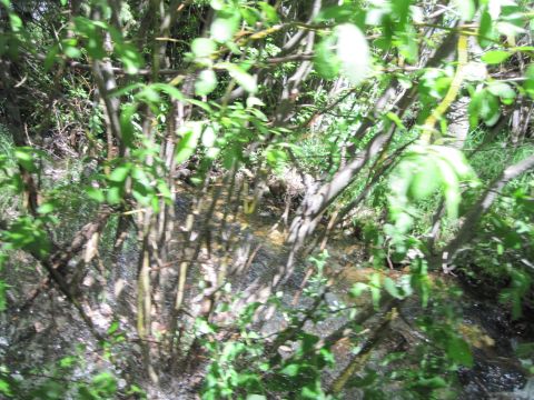 1978 Ford F-150 - A creek winds through overgrown brush and trees, with sunlight dappling the water.