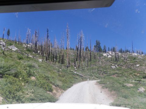 1991 Ford Bronco - Driving on a gravel road through a landscape dotted with dead trees after a forest fire.