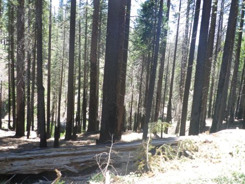 1991 Ford Bronco - A sun-dappled forest floor is covered with pine needles and a large fallen tree trunk.