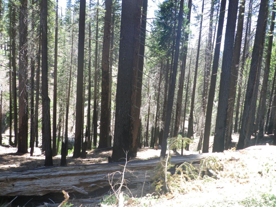 Tall trees in a forest with a fallen log in the foreground
