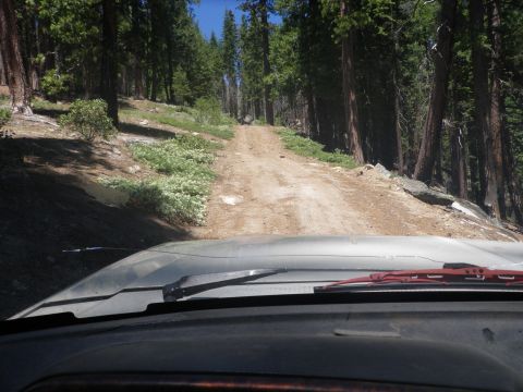 1991 Ford Bronco - Driving on a dirt road through a dense forest with tall trees on either side.