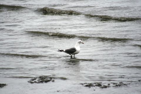 1990 Chevrolet Suburban - A seagull stands in the water near the shore, with gentle waves lapping around its feet.