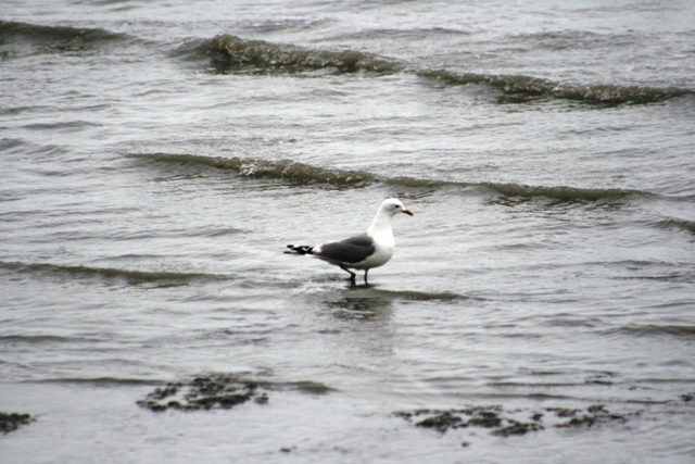 Seagull standing in shallow water with waves