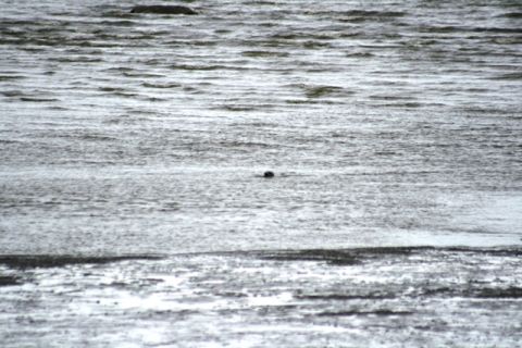 1990 Chevrolet Suburban - small dark object, possibly an animal's head, in choppy gray water near exposed mud flats.