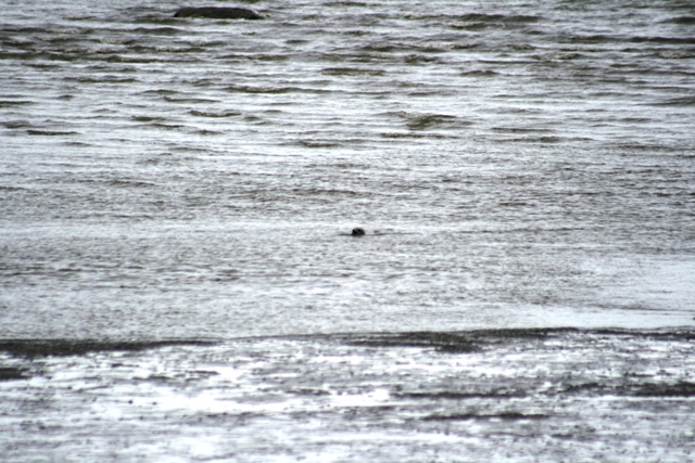 Distant dark object in choppy gray water with mud flats