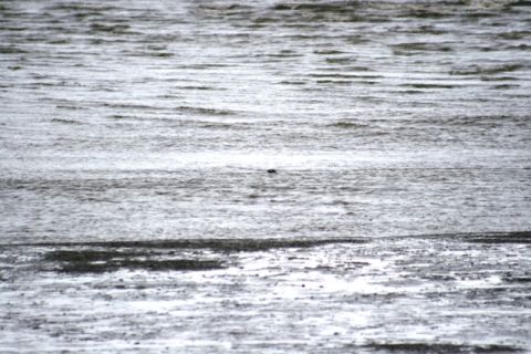 1990 Chevrolet Suburban - A distant dark object is visible on the rippling water surface at Captain Cook State Park.