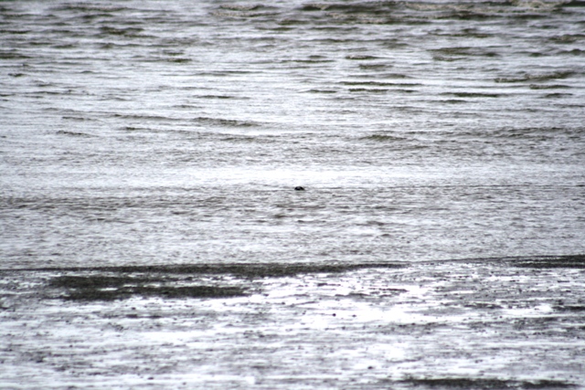 Water with ripples and a dark object in the distance