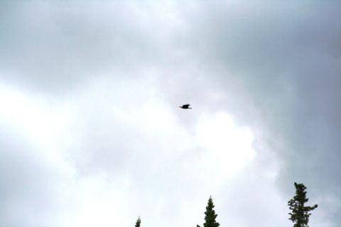 1990 Chevrolet Suburban - A bird soars through a cloudy sky, with the tops of evergreen trees visible below.