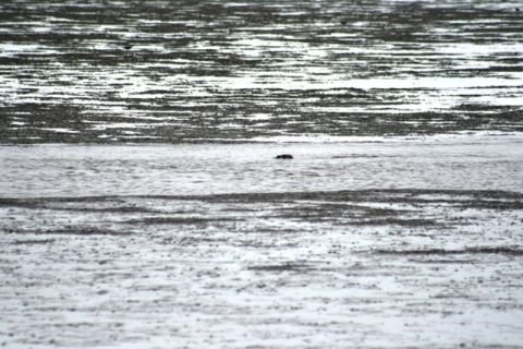 1990 Chevrolet Suburban - A seal navigates through the water at Captain Cook State Park.