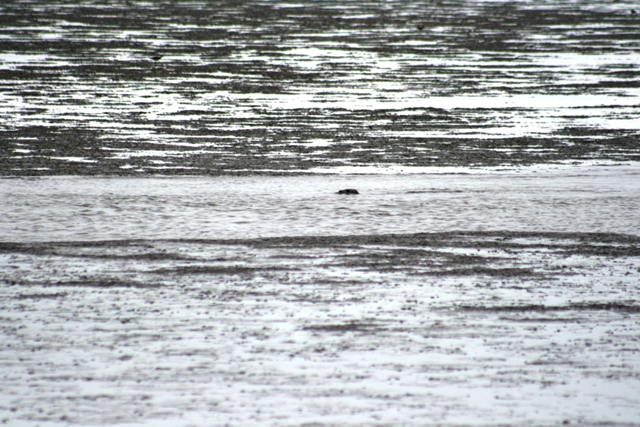 Seal swimming in choppy water with a dark, textured background