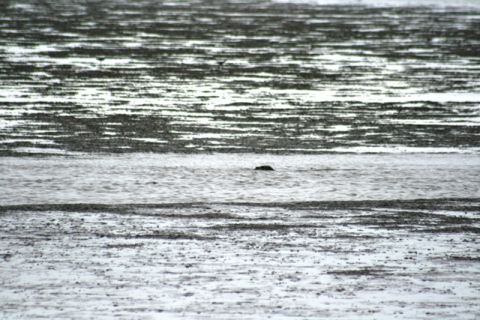 1990 Chevrolet Suburban - A seal surfaces in the water near a muddy shoreline at Captain Cook State Park.