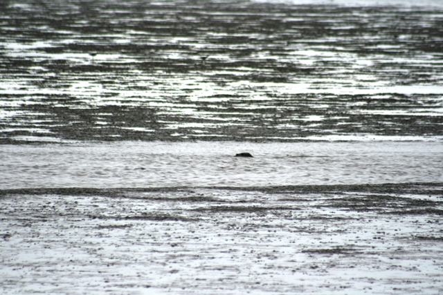 Seal swimming in water with muddy shorelines