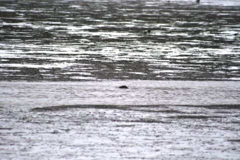 1990 Chevrolet Suburban - A seal surfaces in the water near mud flats at Captain Cook State Park.