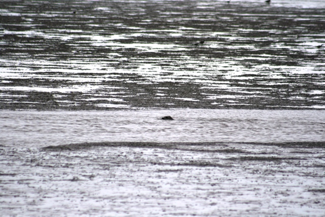 Seal head emerging from rippling water with dark mud flats in background