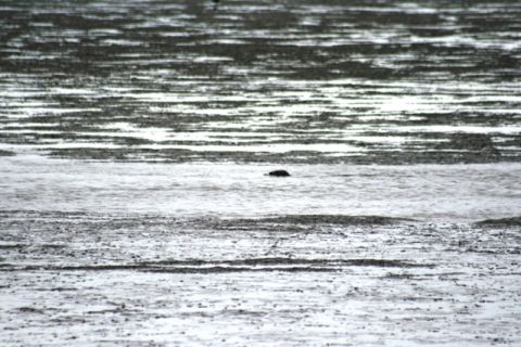 1990 Chevrolet Suburban - A seal is visible in the water, with a textured, striped background suggesting a shoreline or water patterns.