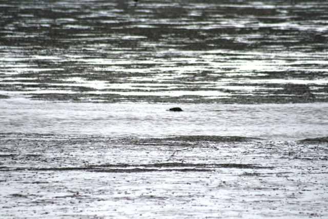Seal swimming in water with textured background