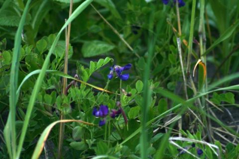 1990 Chevrolet Suburban - A close-up view of purple flowers surrounded by lush green leaves and blades of grass.