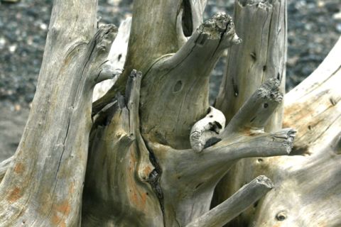 1990 Chevrolet Suburban - The texture and shapes of weathered driftwood create an abstract natural scene.
