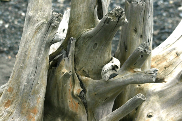 Close-up of weathered driftwood on a beach