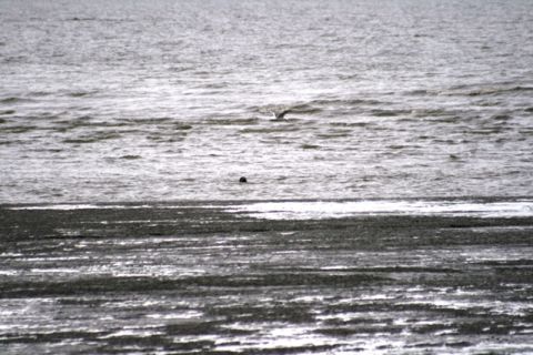 1990 Chevrolet Suburban - Seal and seagull observed in the water at Captain Cook State Park.