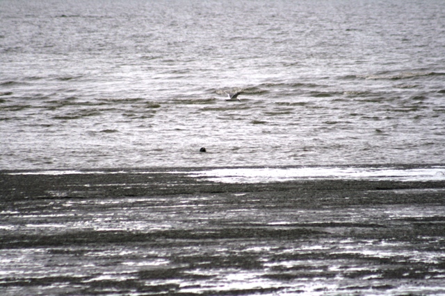 Seal and seagull in the water near a muddy shore