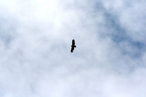 1990 Chevrolet Suburban - A bird is seen soaring through the clouds on a partly cloudy day.